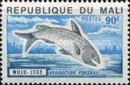 Elongate Tigerfish (Hydrocyon forskali)