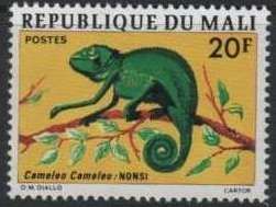 Mediterranean Chameleon (Chamaeleo chamaeleon)