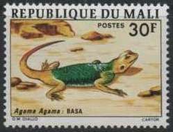 Common Agama (Agama agama)