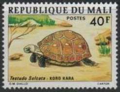 African Spurred Tortoise (Testudo sulcata)