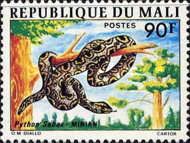 African Rock Python (Python sebae)