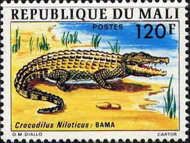 Nile Crocodile (Crocodylus niloticus)