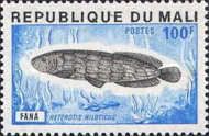 African Arowana (Heterotis niloticus)