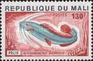 African Catfish (Heterobranchus bidorsalis)
