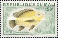Blue Tilapia (Oreochromis aureus)