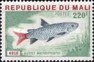 Large Scaled Robber (Alestes macrolepidotus)