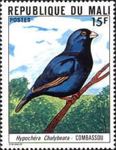 Village Indigobird (Vidua chalybeata)
