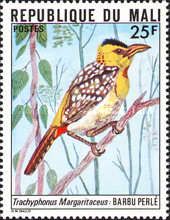 Yellow-breasted Barbet (Trachyphonus margaritatus)