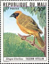 Southern Masked Weaver (Ploceus velatus)