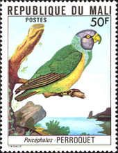 Senegal Parrot (Poicephalus senegalus)