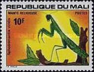 African Mantis (Sphadromantis viridis)