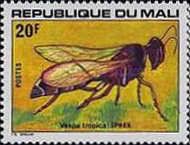 Greater Banded Hornet (Vespa tropica)