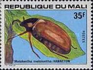 Common Cockchafer (Melolontha melolontha)