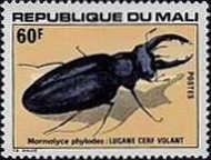 European stag beetle (Mormolyce phyllodes)