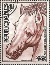 Horse's Head (Equus ferus caballus)