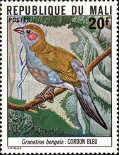 Red-cheeked Cordon-bleu (Uraeginthus bengalus)