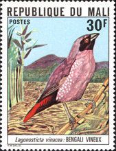 Black-faced Firefinch (Lagonosticta vinacea)