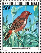 Red-billed Firefinch (Lagonosticta senegala)