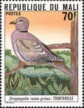 African Collared Dove (Streptopelia roseogrisea)
