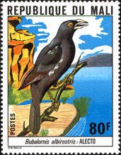 White-billed Buffalo-weaver (Bubalornis albirostris)