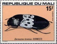 Dermestid Beetle (Dermestes bromius)