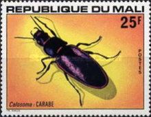 Ground Beetle (Calosoma sp.)