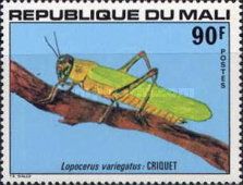 Variegated Grasshopper (Lopocerus variegatus)