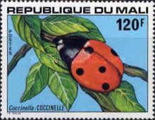 Seven-spot Ladybird (Coccinella septempunctata)