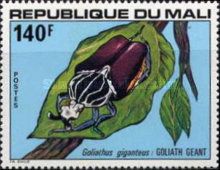 Goliath Beetle (Goliathus giganteus)
