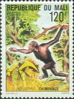 Chimpanze (Pan satyrus) - see Description