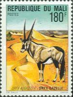 Gemsbok (Oryx gazella)