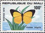 Broad-bordered Grass Yellow (Eurema brigitta)