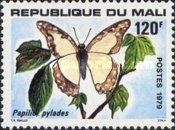 Moth (Corybantes pylades)
