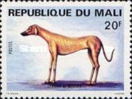 Greyhound (Canis lupus familiaris)