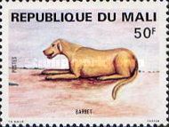 Spaniel (Canis lupus familiaris)