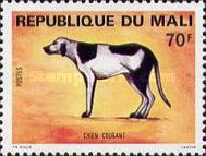 Hunting Dog (Canis lupus familiaris)