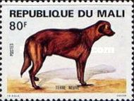 Newfoundland Dog (Canis lupus familiaris)