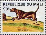 Sheepdog (Canis lupus familiaris)