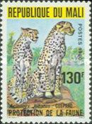 Cheetah (Acinonyx jubatus)