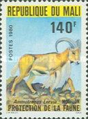 Barbary Sheep (Ammotragus lervia)