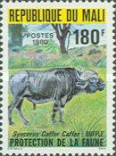 African Buffalo (Syncerus caffer)