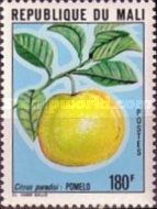Grapefruit