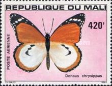 African Monarch (Danaus chrysippus)