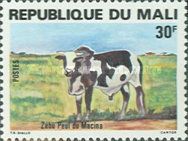 Macina Zebu (Bos primigenius indicus)