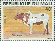 Moors Zebu (Bos primigenius indicus)