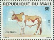 Touareg Zebu (Bos primigenius indicus)