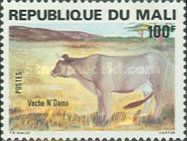 N'Dama Cow (Bos primigenius taurus)