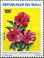 Hibiscus rosa-sinensis