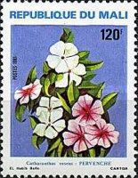 Catharanthus roseus