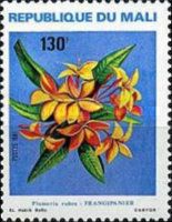 Plumeria rubra